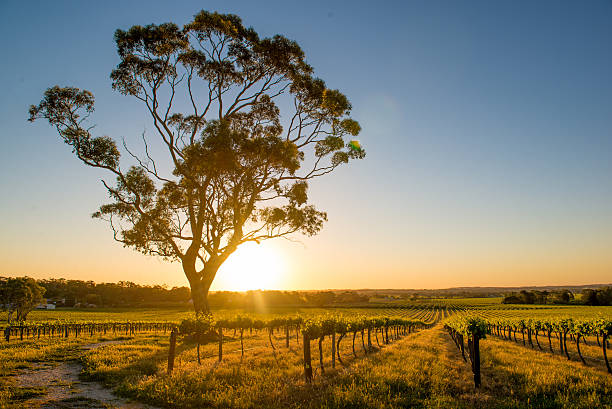 Australian wine is very special!